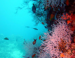 underwater fish water nature beauty undersea ocean under sea plants scenery pacific animals peaceful gorgeous deep scenes عن rocks bing